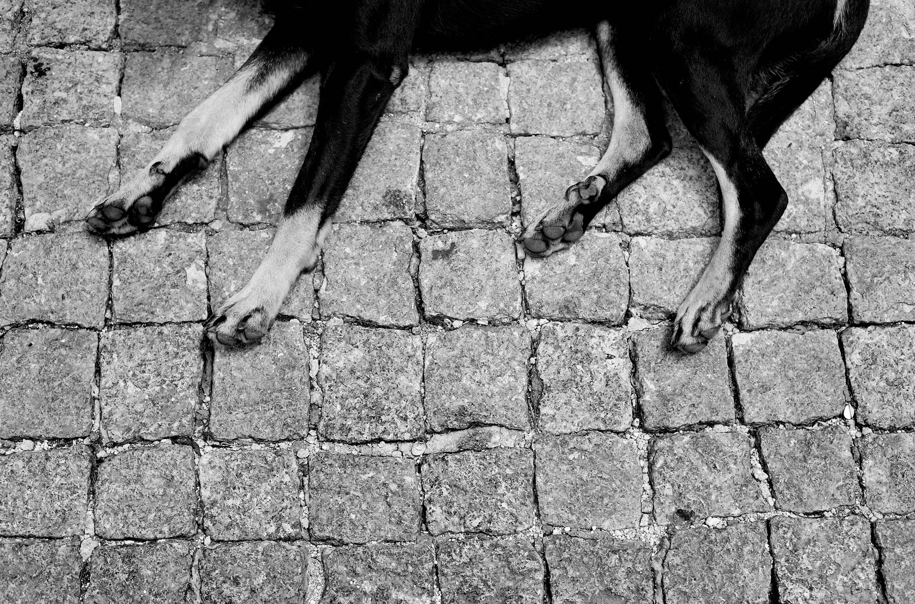 JoshuaBright_Portugal_Dog_Sleeping_blackandwhite_cobbles