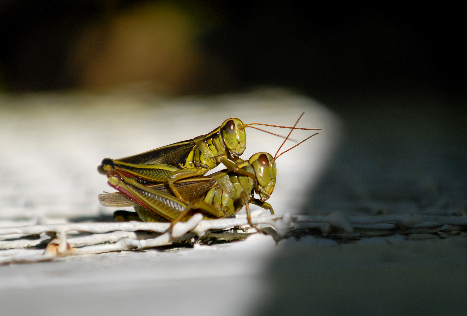 JoshuaBright_Cricket_Sex