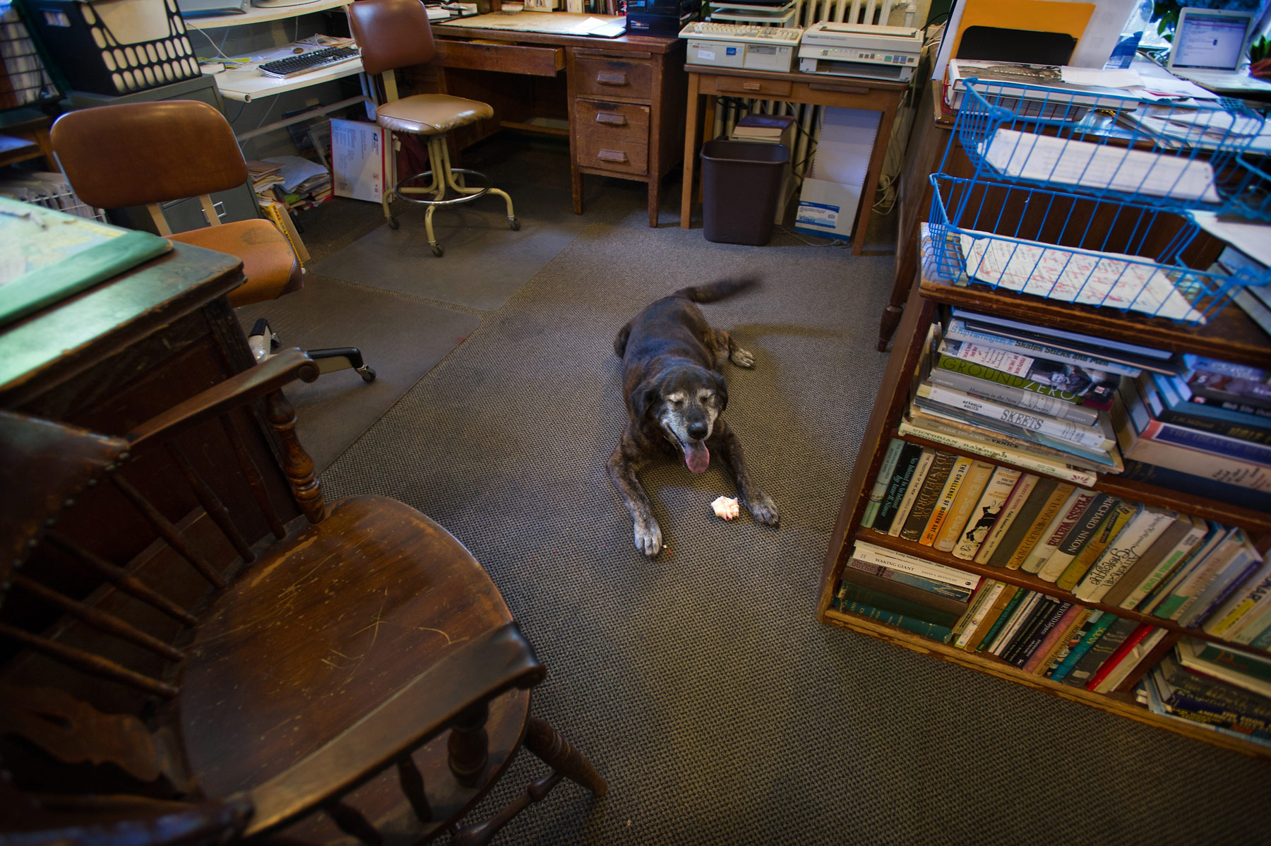 JoshuaBright_Town&Country_Deadline_WeeklyPaper_EastHamptonStar_dog_color